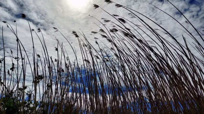 Green's Creek County Park - Sayville, NY