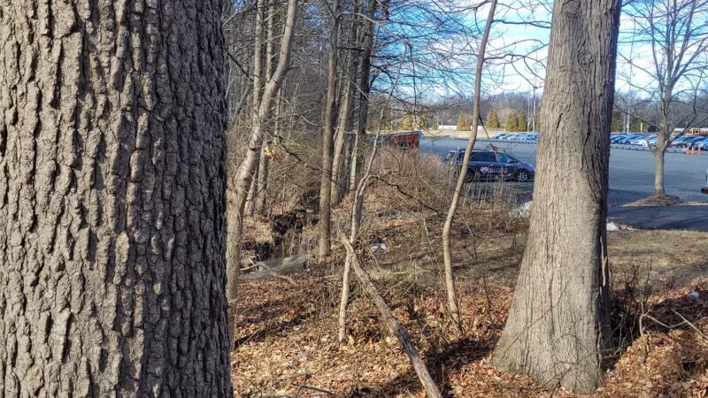 Ash Brook Reservation Hiking Trail - Scotch Plains, NJ