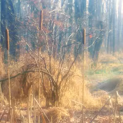 Ash Brook Reservation Hiking Trail - Scotch Plains, NJ