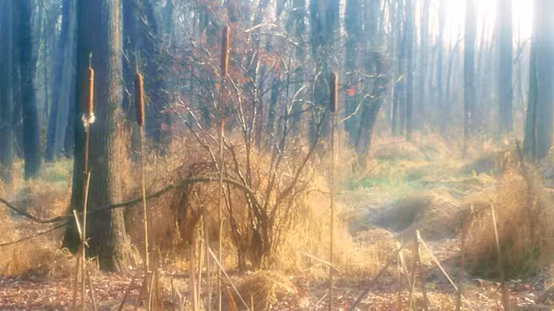 Ash Brook Reservation Hiking Trail - Scotch Plains, NJ