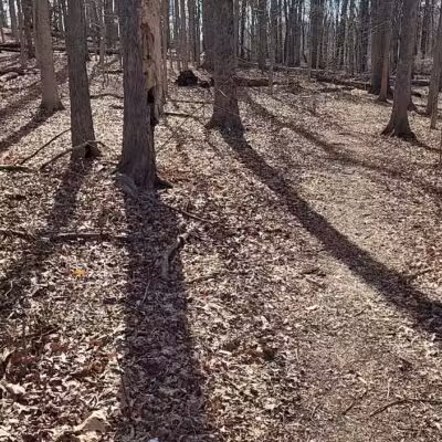 Ash Brook Reservation Hiking Trail - Scotch Plains, NJ