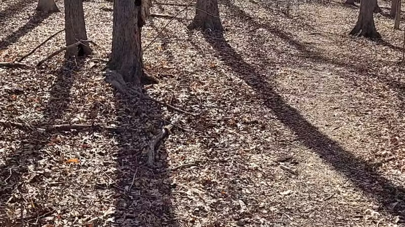 Ash Brook Reservation Hiking Trail - Scotch Plains, NJ