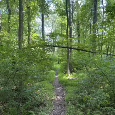 Ash Brook Reservation Hiking Trail - Scotch Plains, NJ
