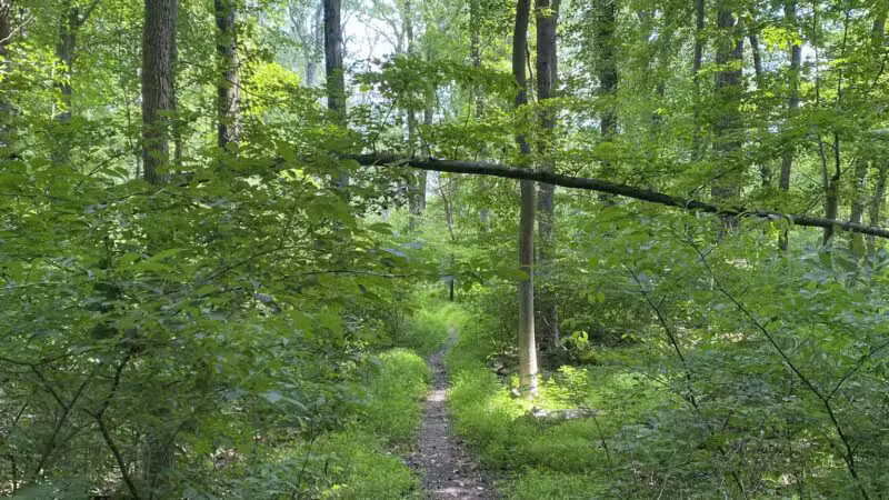 Ash Brook Reservation Hiking Trail - Scotch Plains, NJ