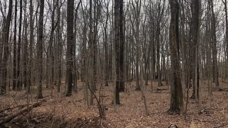 Ash Brook Reservation Hiking Trail - Scotch Plains, NJ
