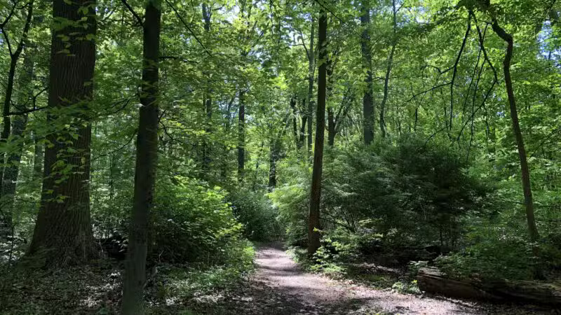 Brookside Nature Trail - Scotch Plains, NJ