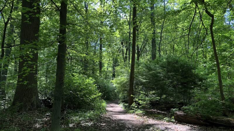 Brookside Nature Trail - Scotch Plains, NJ