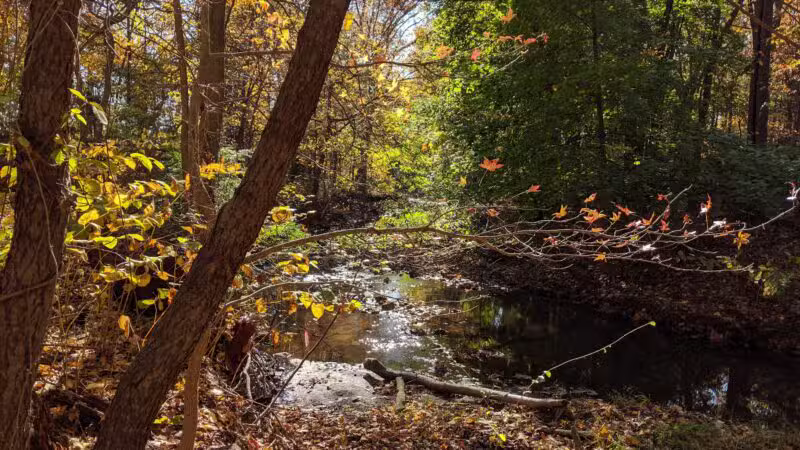 Brookside Nature Trail - Scotch Plains, NJ