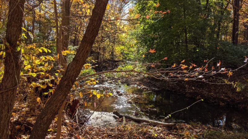 Brookside Nature Trail - Scotch Plains, NJ