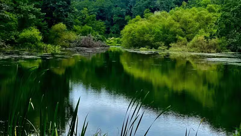 Brookside Nature Trail - Scotch Plains, NJ