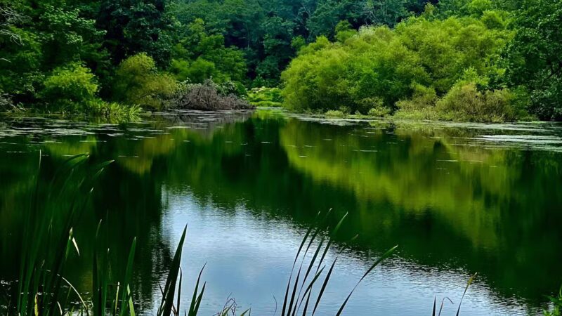 Brookside Nature Trail - Scotch Plains, NJ