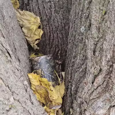 Scotland Park - Scotland, TX