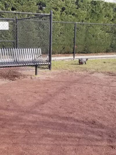 Secaucus Dog Park - Secaucus, NJ