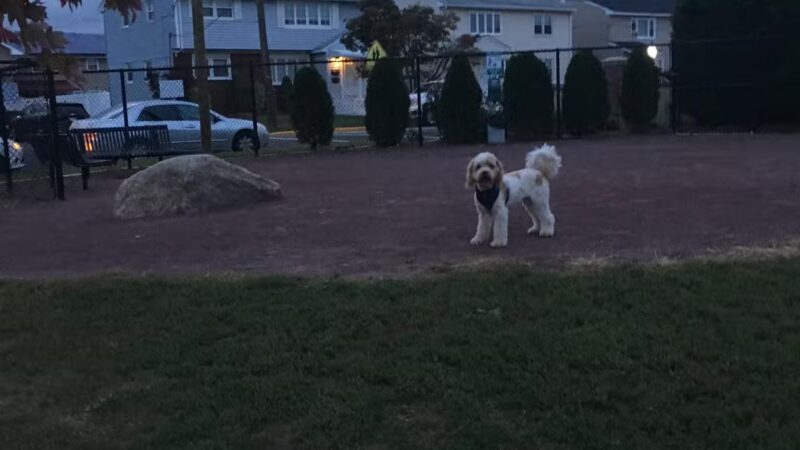 Secaucus Dog Park - Secaucus, NJ