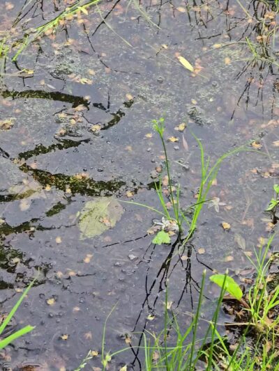 Secaucus Greenway - Secaucus, NJ