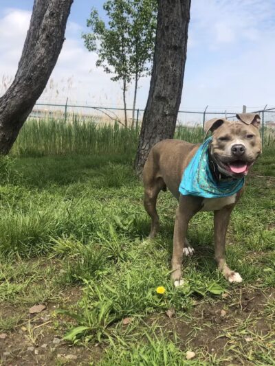 Snipes Park Dog Run - Secaucus, NJ