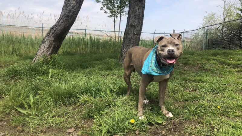 Snipes Park Dog Run - Secaucus, NJ
