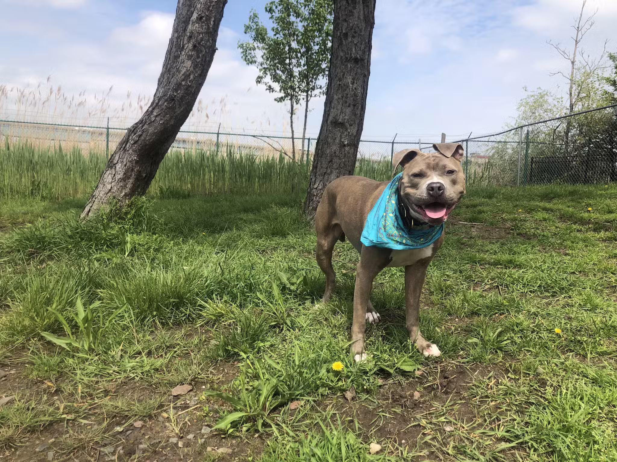 Snipes Park Dog Run - Secaucus, NJ