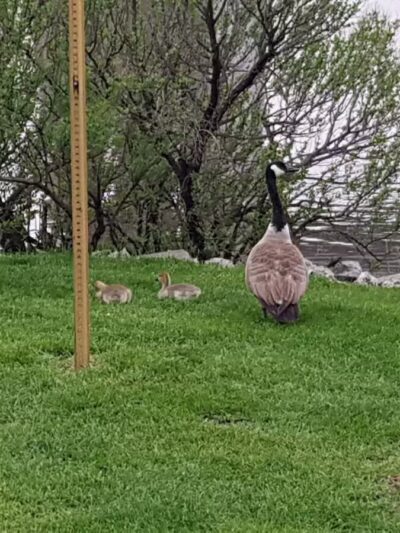 Snipes Park - Secaucus, NJ