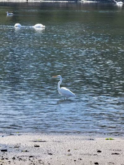 Brookhaven Town Beach - Setauket- East Setauket, NY