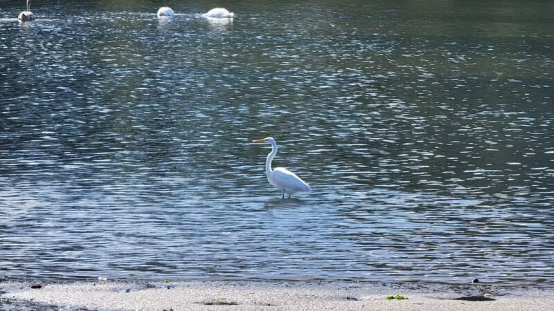 Brookhaven Town Beach - Setauket- East Setauket, NY