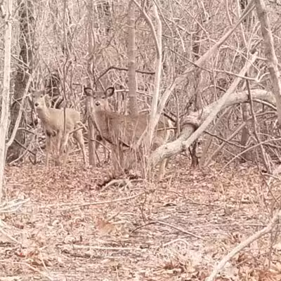 Setauket Greenway Trail - Setauket- East Setauket, NY