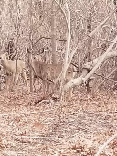 Setauket Greenway Trail - Setauket- East Setauket, NY
