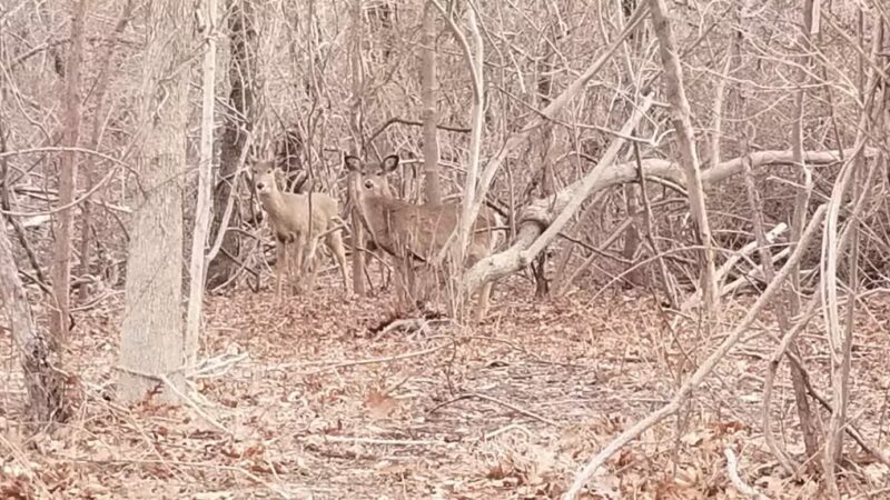Setauket Greenway Trail - Setauket- East Setauket, NY