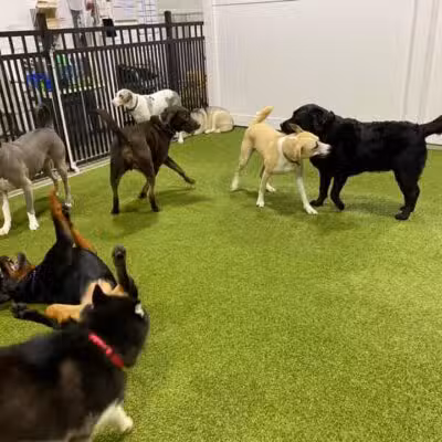 The Social Hound Dog Park and Hotel - Setauket- East Setauket, NY