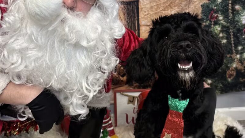 The Social Hound Dog Park and Hotel - Setauket- East Setauket, NY