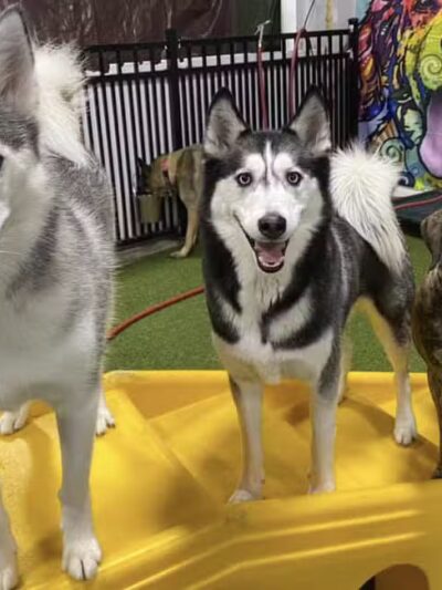 The Social Hound Dog Park and Hotel - Setauket- East Setauket, NY