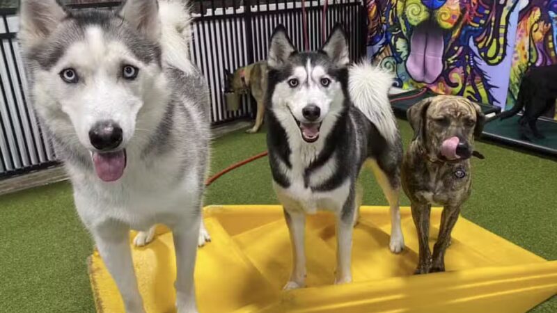 The Social Hound Dog Park and Hotel - Setauket- East Setauket, NY