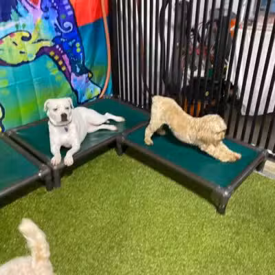 The Social Hound Dog Park and Hotel - Setauket- East Setauket, NY