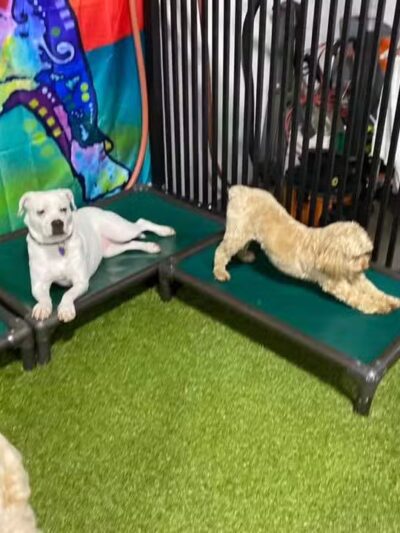 The Social Hound Dog Park and Hotel - Setauket- East Setauket, NY