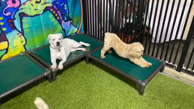 The Social Hound Dog Park and Hotel - Setauket- East Setauket, NY