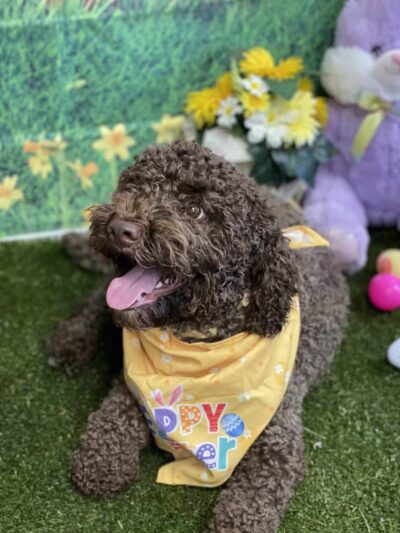 The Social Hound Dog Park and Hotel - Setauket- East Setauket, NY