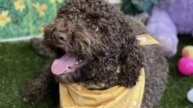 The Social Hound Dog Park and Hotel - Setauket- East Setauket, NY