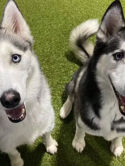 The Social Hound Dog Park and Hotel - Setauket- East Setauket, NY