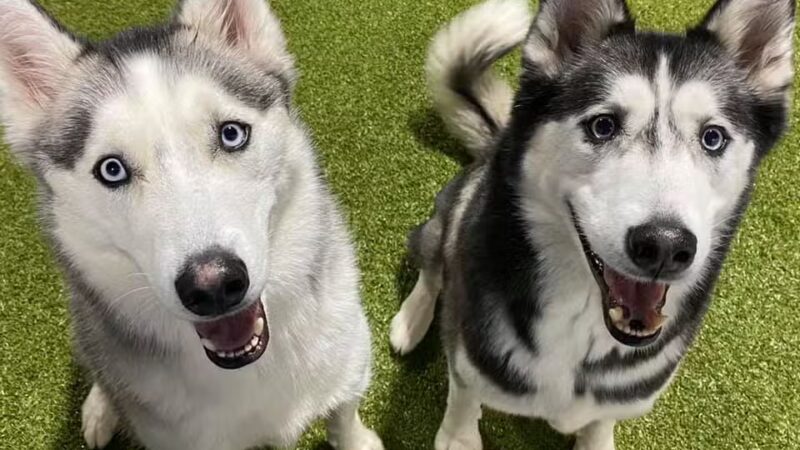 The Social Hound Dog Park and Hotel - Setauket- East Setauket, NY