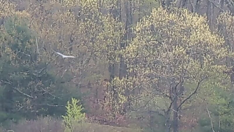 Jordan Pond Walking Trail - Shrewsbury, MA