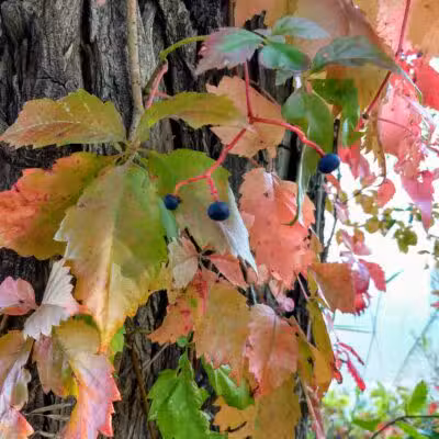 Richland Park - Sidney, MT