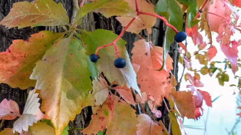 Richland Park - Sidney, MT