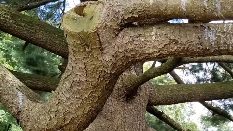 Argyle Local Park - Silver Spring, MD