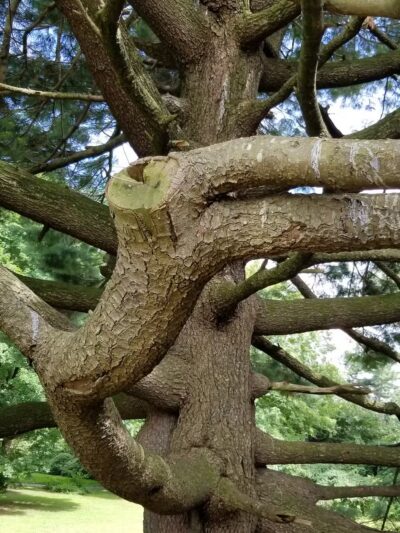 Argyle Local Park - Silver Spring, MD