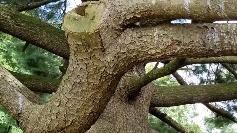 Argyle Local Park - Silver Spring, MD