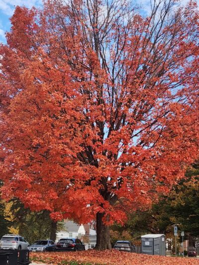 Argyle Local Park - Silver Spring, MD