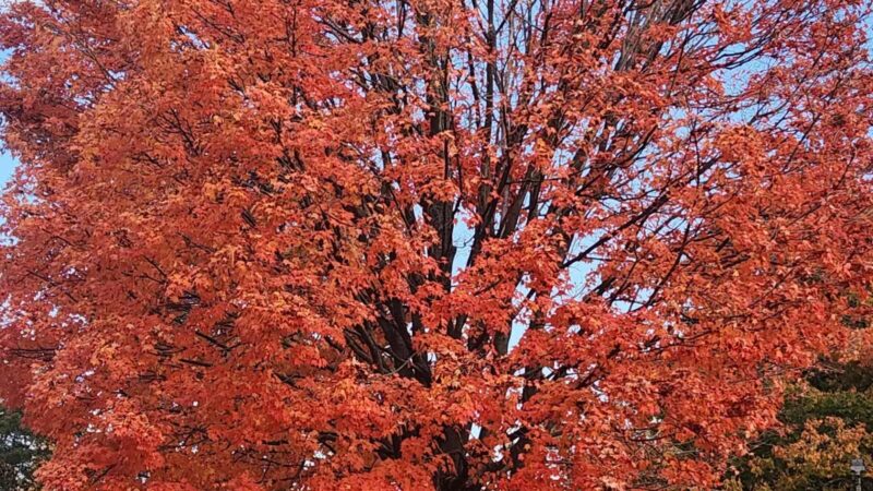Argyle Local Park - Silver Spring, MD