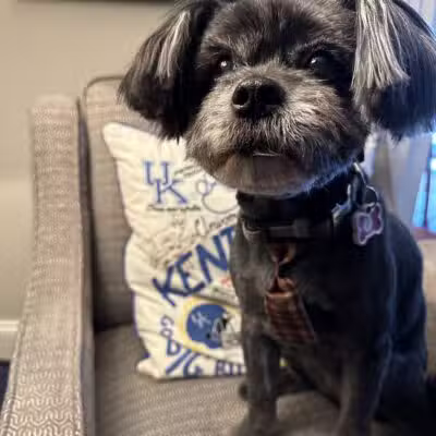 Dawgs & Paws, LLC - Silver Spring, MD