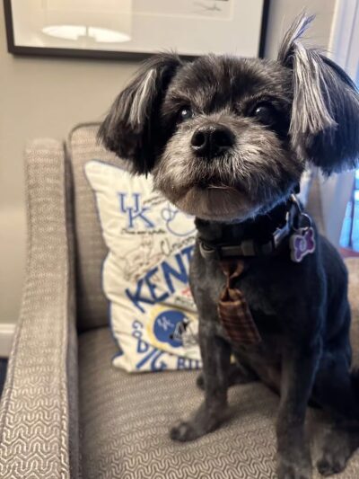 Dawgs & Paws, LLC - Silver Spring, MD