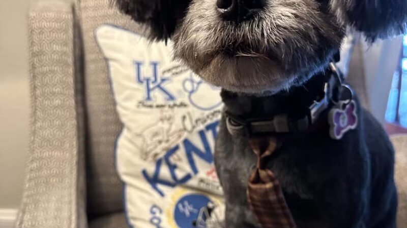 Dawgs & Paws, LLC - Silver Spring, MD